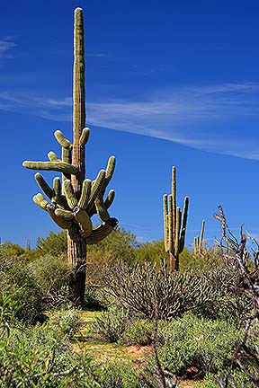 McDowell Mountain Regional Park, February 12, 2015